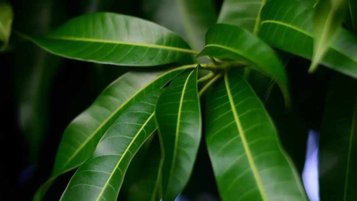 Trà lá xoài – Bí quyết tăng cường chức năng não và trí nhớ