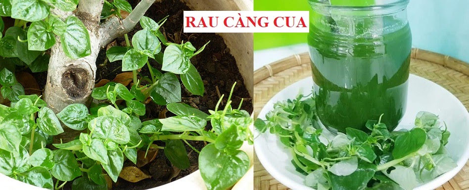 Loại rau mọc dại hóa ra là ‘vị thuốc’ quý cho sức khỏe